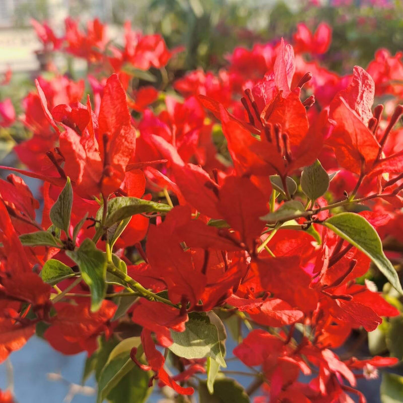 Orange Bougainvillea Seeds