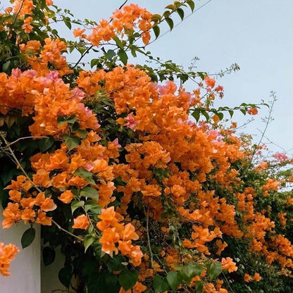 Orange Bougainvillea Seeds