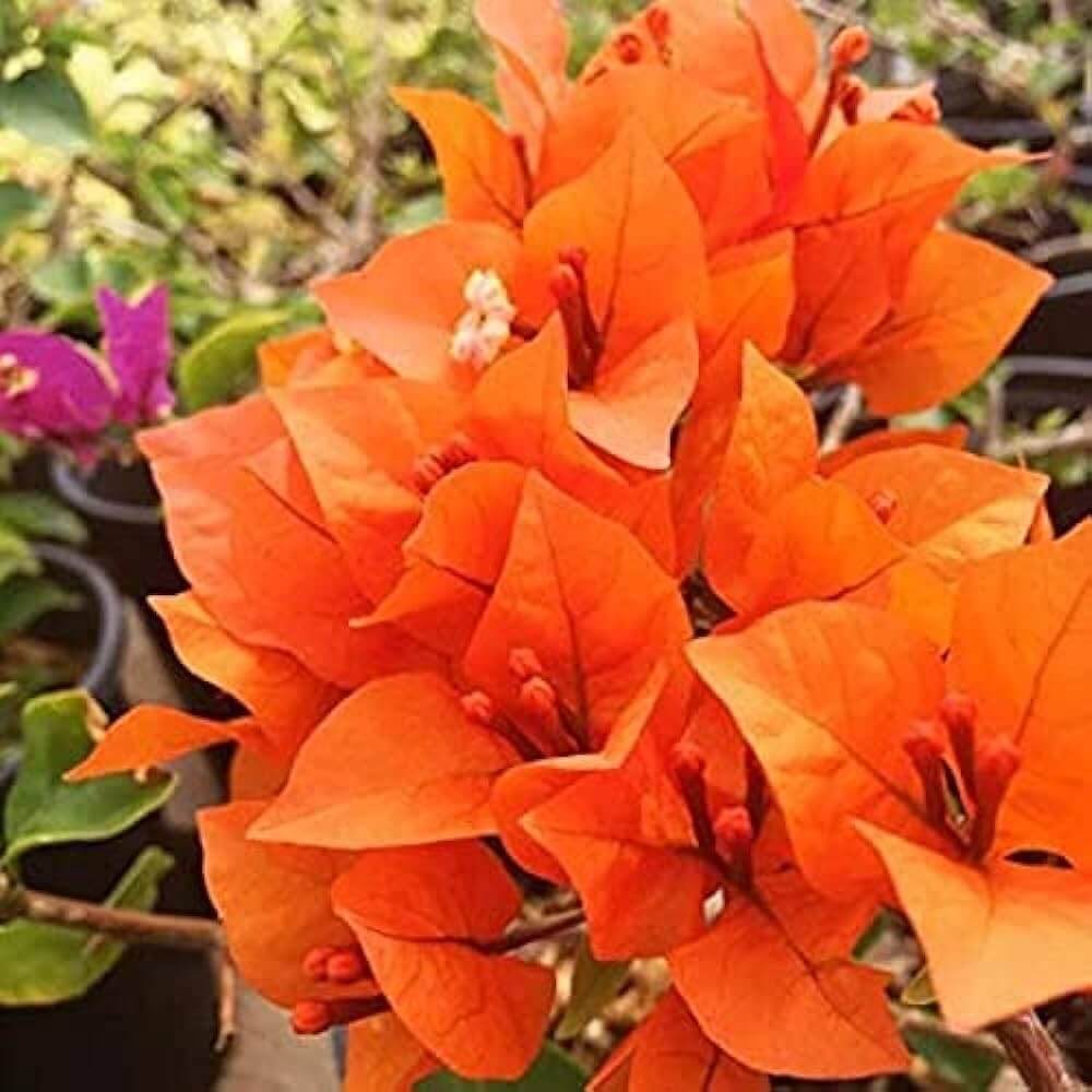 Orange Bougainvillea Seeds