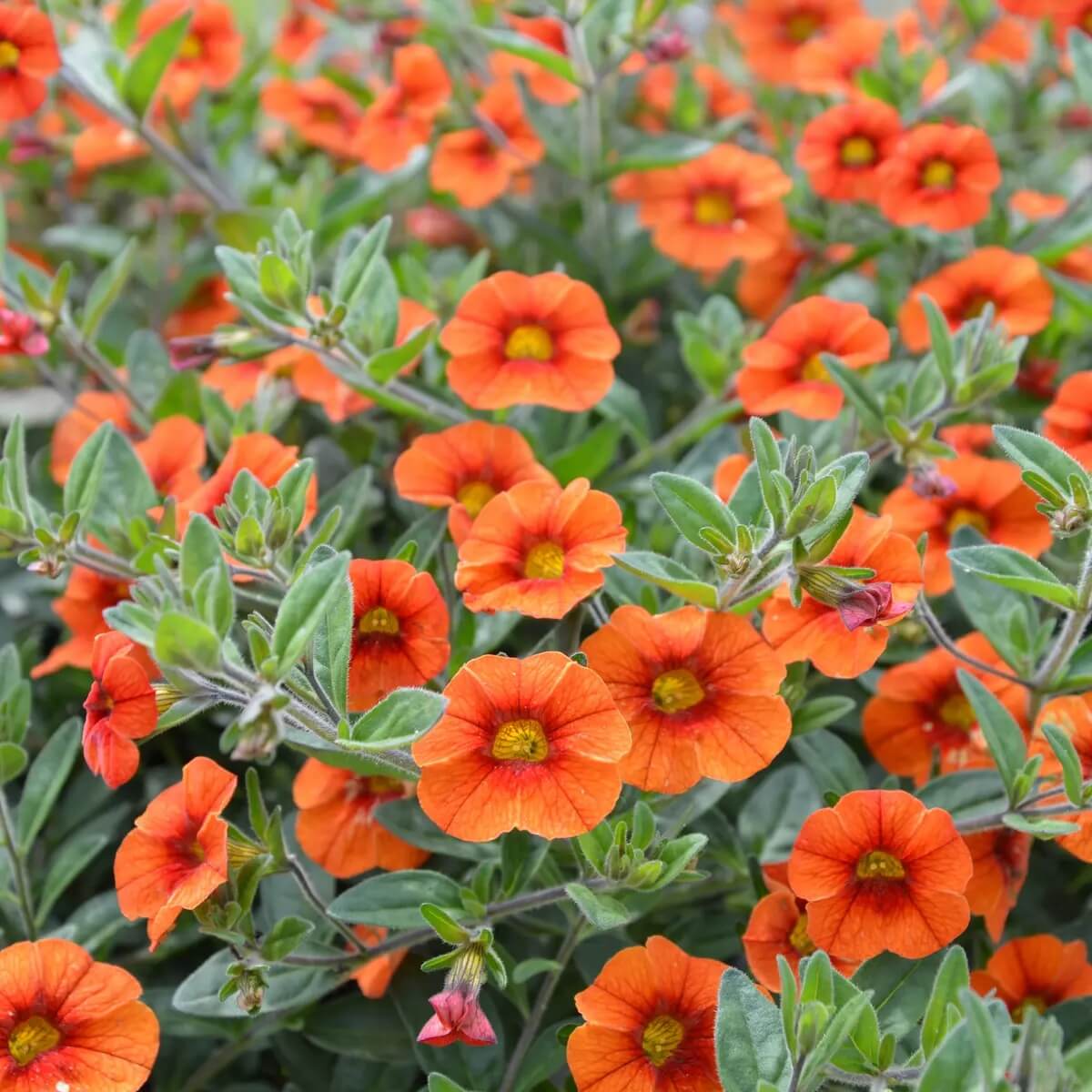 Orange Calibrachoa Seeds 