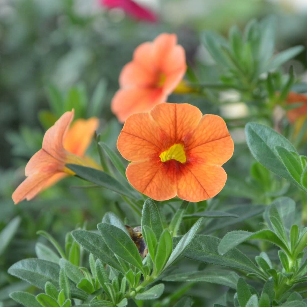 Orange Calibrachoa Seeds 