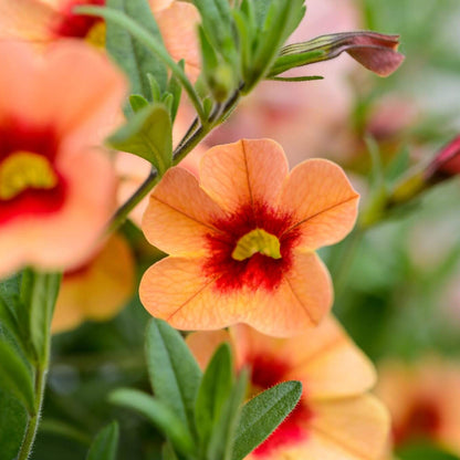 Orange Calibrachoa Seeds 
