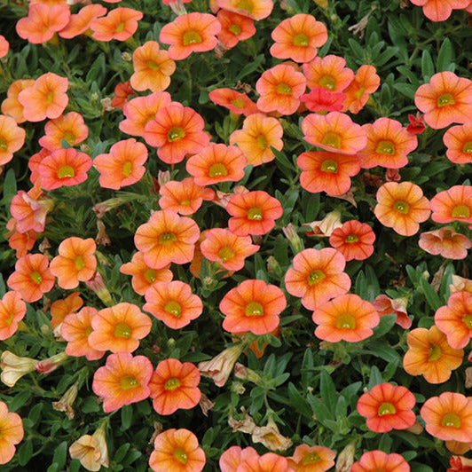 Orange Calibrachoa Seeds 