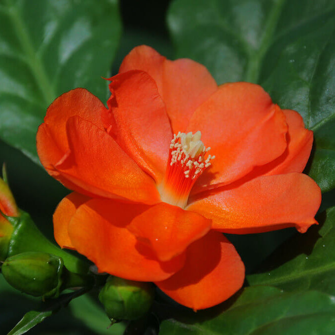 Orange Camellia Seeds