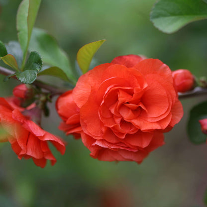 Orange Camellia Seeds