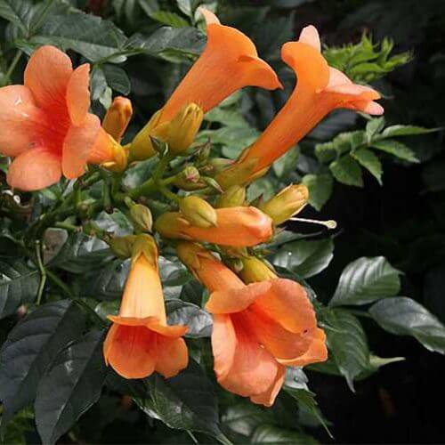 Orange Clematis Seeds - Heirloom Flower Plant for Home Gardens