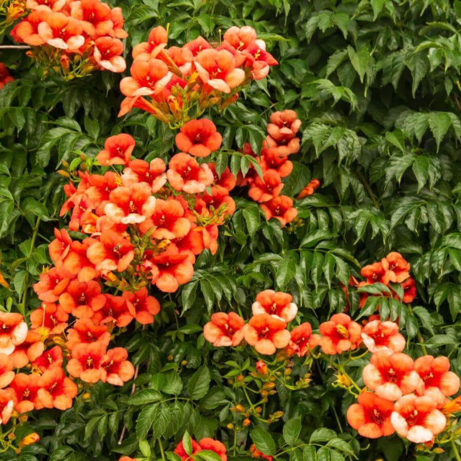 Orange Clematis Seeds - Heirloom Flower Plant for Home Gardens