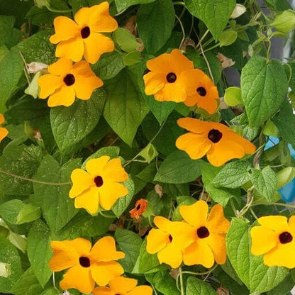 Orange Clock Vine Seeds