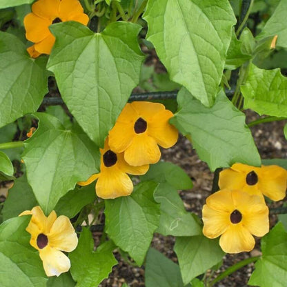 Orange Clock Vine Seeds