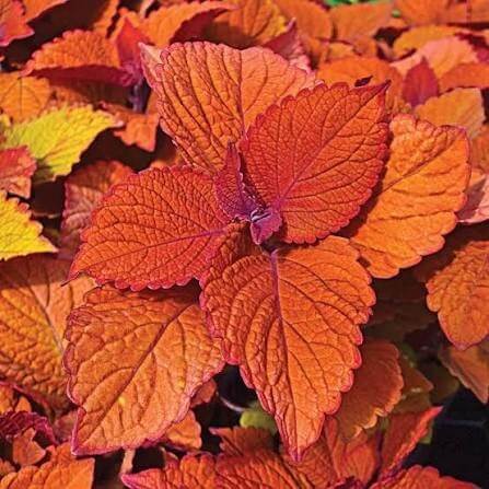 Orange Coleus Seeds 