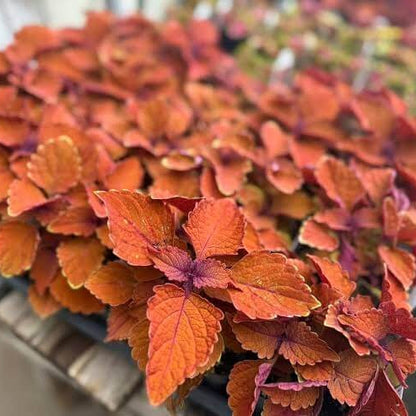 Orange Coleus Seeds 