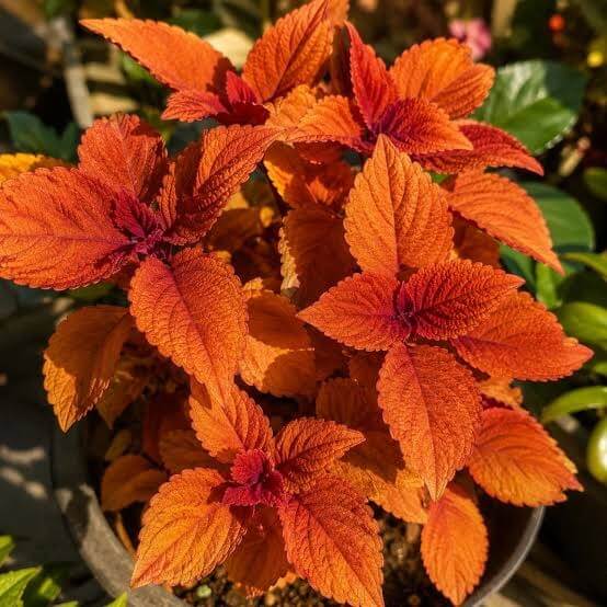 Orange Coleus Seeds 