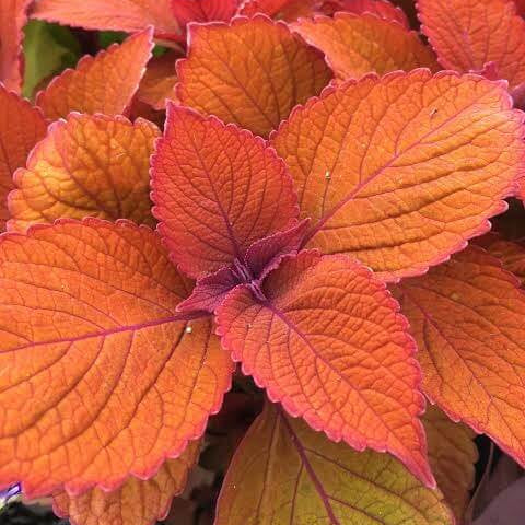 Orange Coleus Seeds 