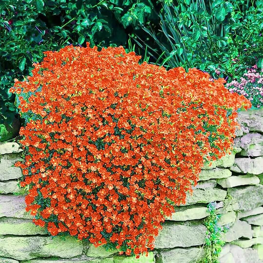 Orange Creeping Thyme Seeds