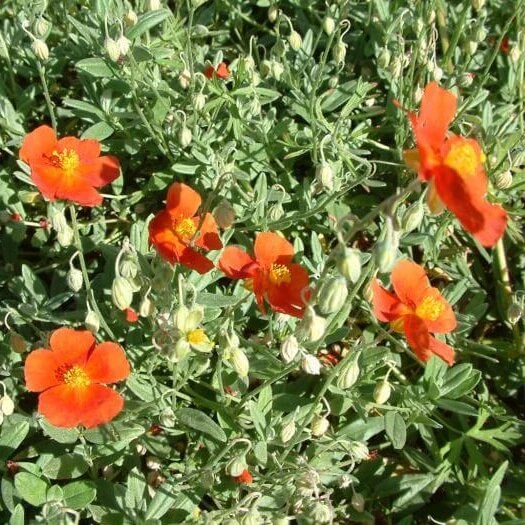 Orange Creeping Thyme Seeds