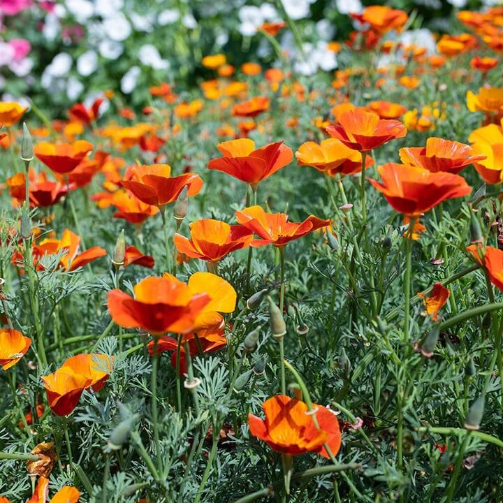 Orange Creeping Thyme Seeds - Flower Plant