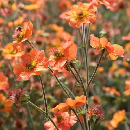 Orange Creeping Thyme Seeds - Flower Plant