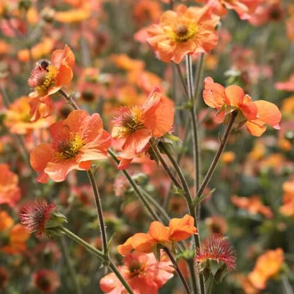 Orange Creeping Thyme Seeds - Flower Plant