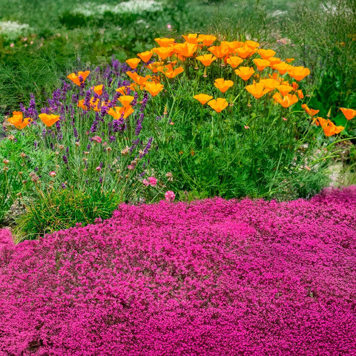 Orange Creeping Thyme Seeds - Flower Plant