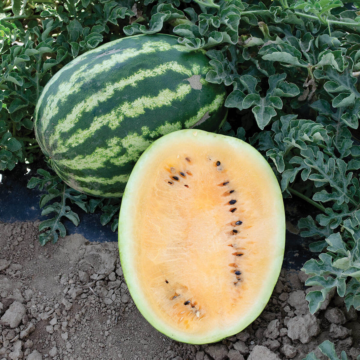 Orange Crisp Watermelon Seeds - Heirloom Fruit Plant for Home Gardens
