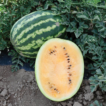 Orange Crisp Watermelon Seeds - Heirloom Fruit Plant for Home Gardens