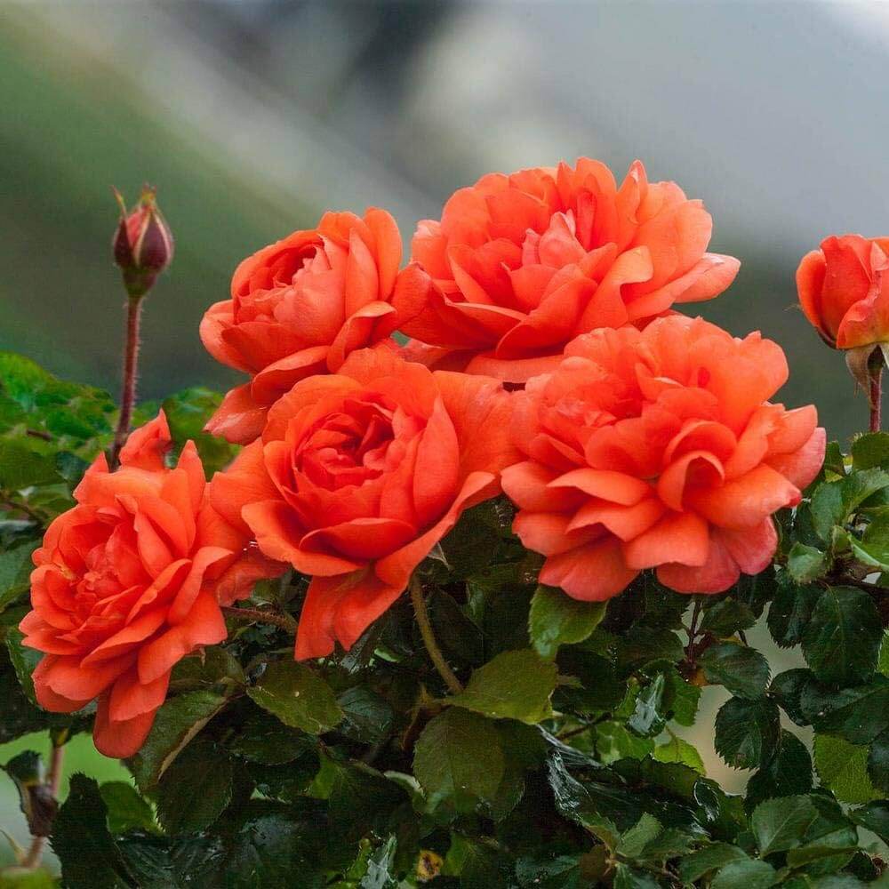 Orange Desert Rose Seeds - Flower Plant