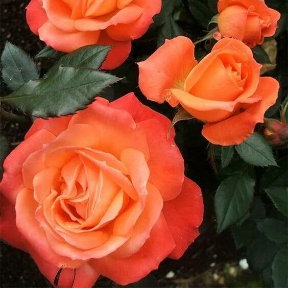 Orange Desert Rose Seeds - Flower Plant