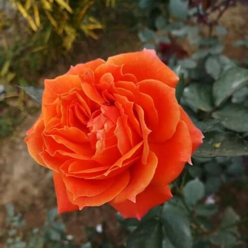 Orange Desert Rose Seeds - Flower Plant