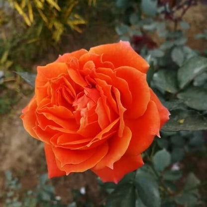 Orange Desert Rose Seeds - Flower Plant