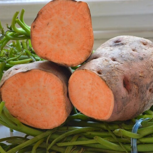 Orange Flesh Yacon Seeds