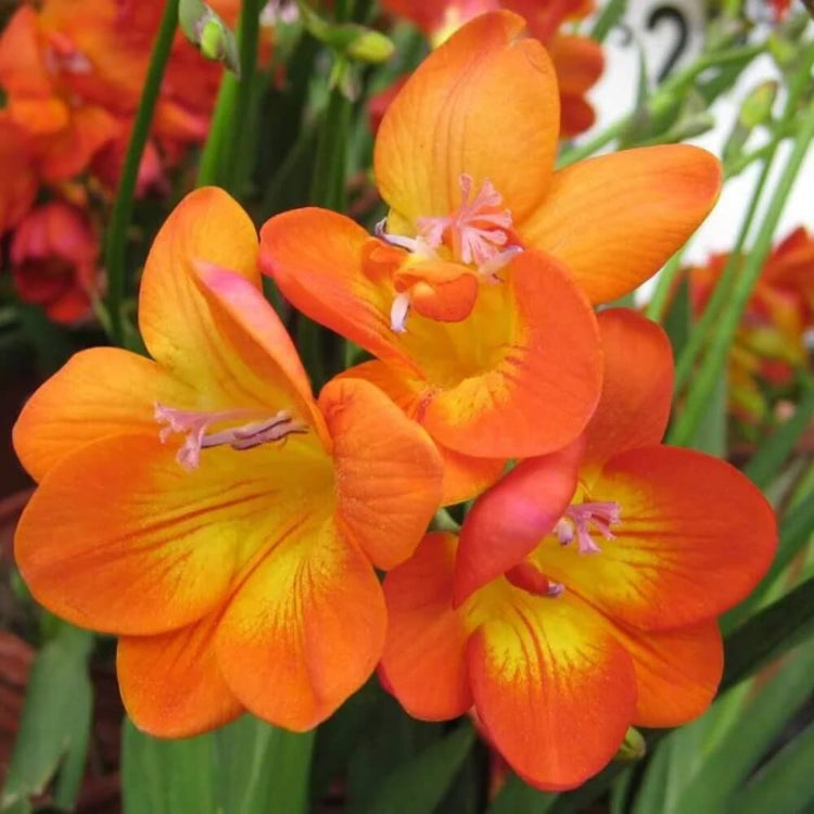 Orange Freesia Seeds - Flower Plant for Home Gardens