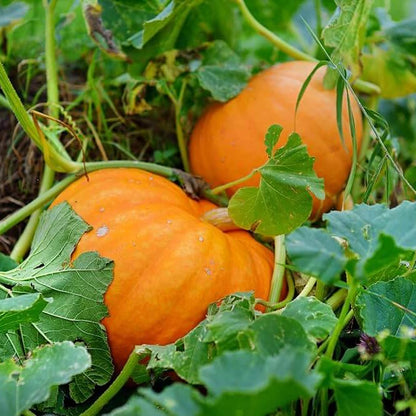 Orange Giant Pumpkin Seeds