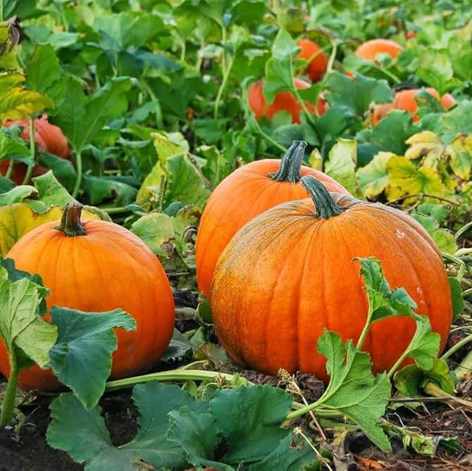 Orange Giant Pumpkin Seeds