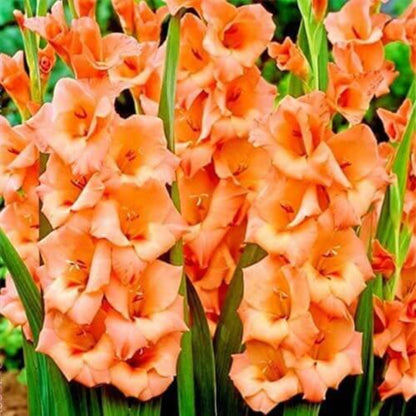 Orange Gladiolus Seeds - Flower Plant for Home Gardens