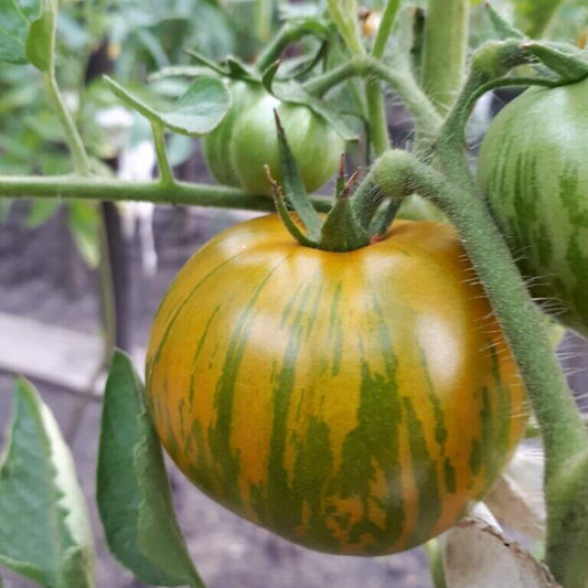 Orange Green Tomato Seeds