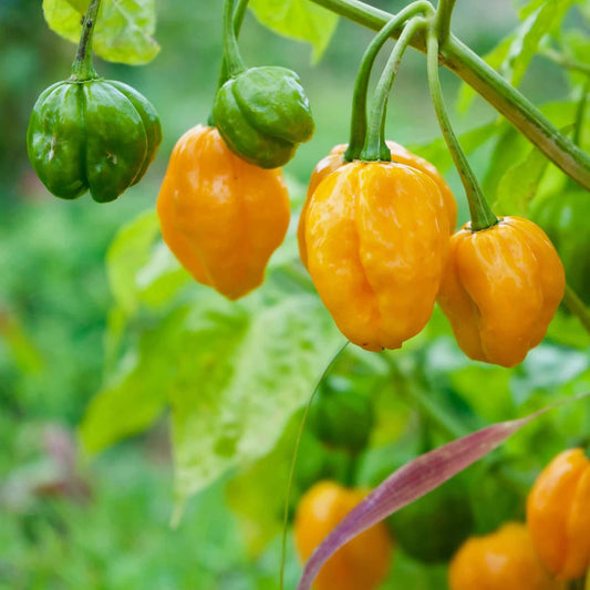 Orange Habanero Pepper Seeds - Vegetable Plant