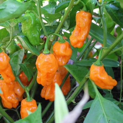 Orange Habanero Pepper Seeds - Vegetable Plant