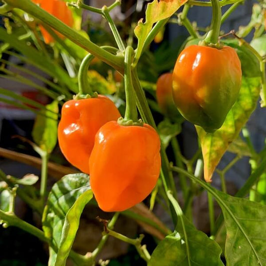 Orange Habanero seeds - Vegetable Plant