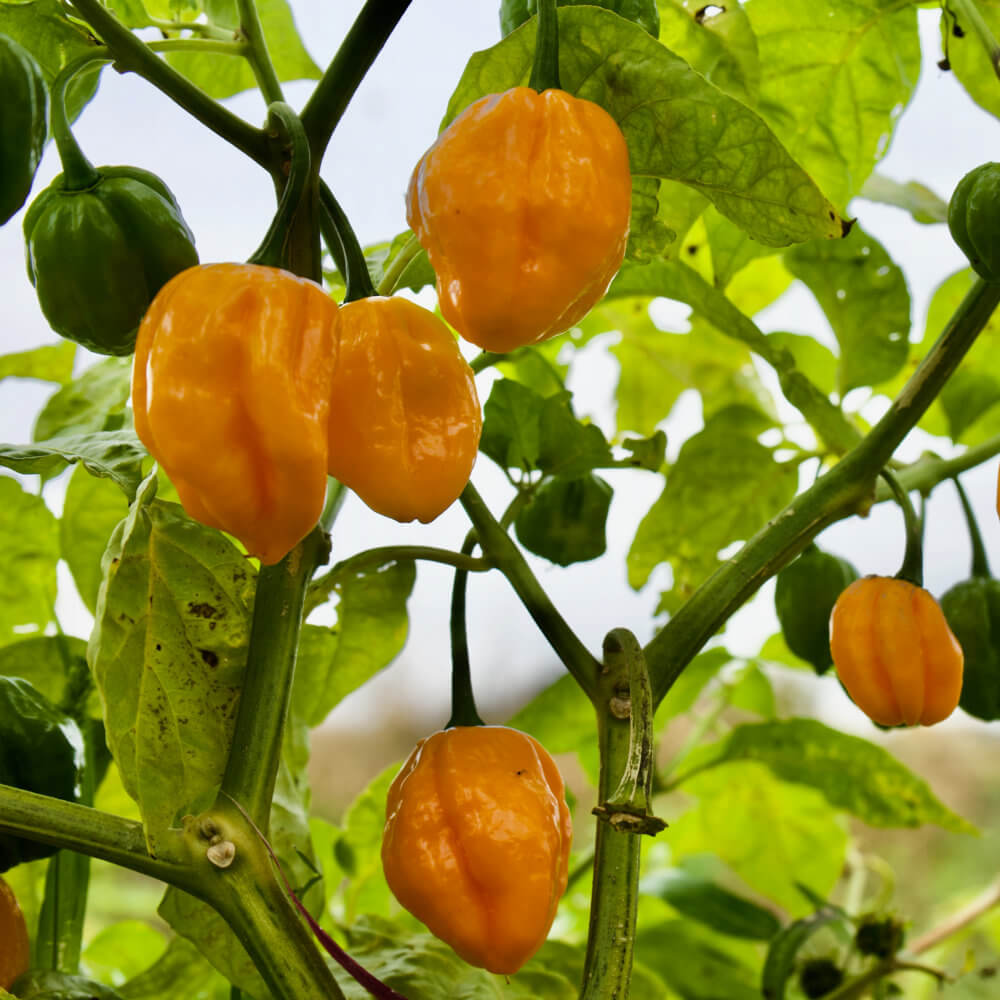 Orange Habanero seeds - Vegetable Plant