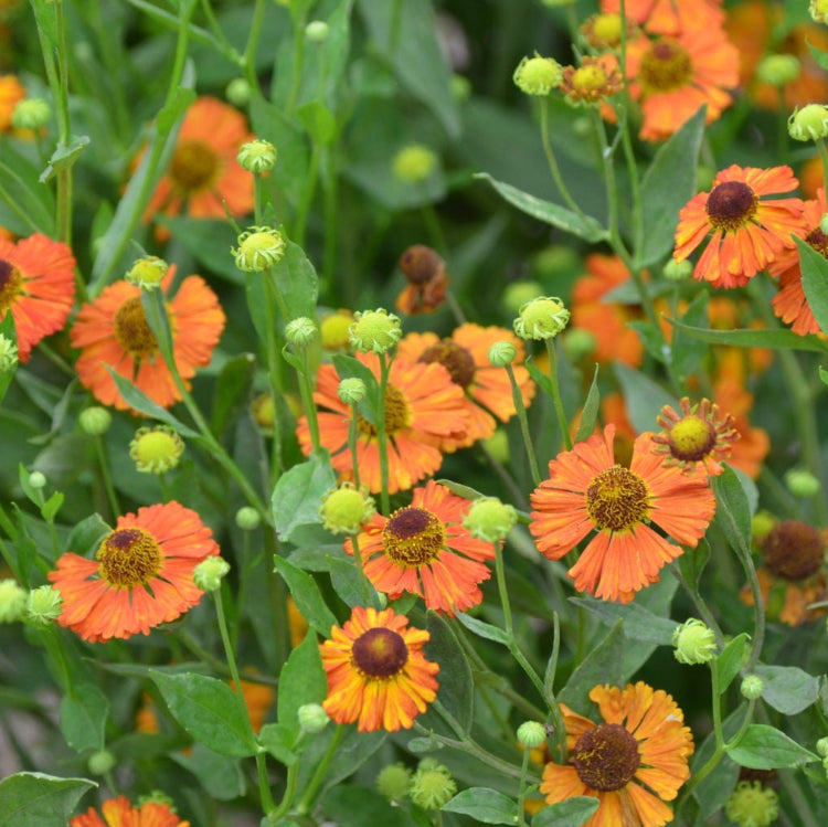 Orange Helenium Seeds - Flower Plant for Home Gardens