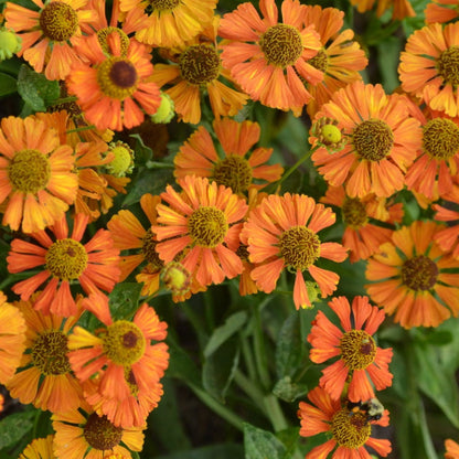 Orange Helenium Seeds - Flower Plant for Home Gardens