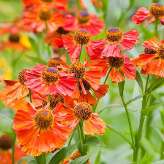 Orange Helenium Seeds - Flower Plant for Home Gardens