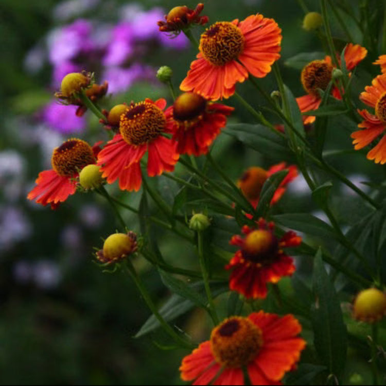 Orange Helenium Seeds - Flower Plant for Home Gardens