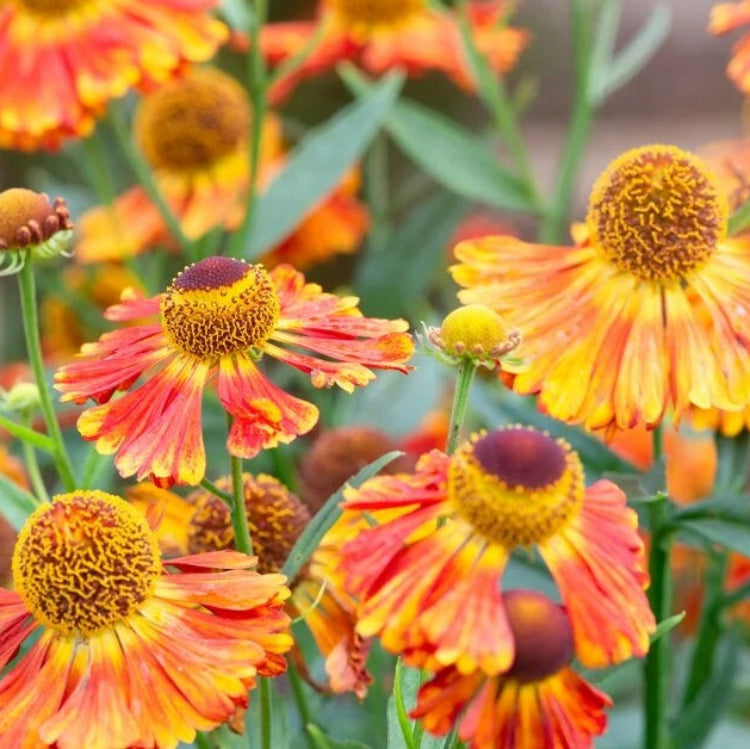 Orange Helenium Seeds - Flower Plant for Home Gardens