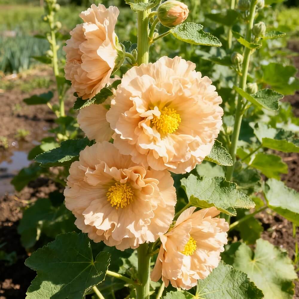 Orange Hollyhock Seeds