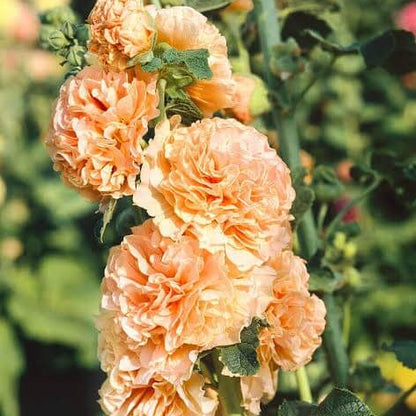 Orange Hollyhock Seeds
