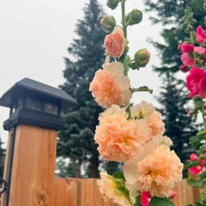 Orange Hollyhock Seeds