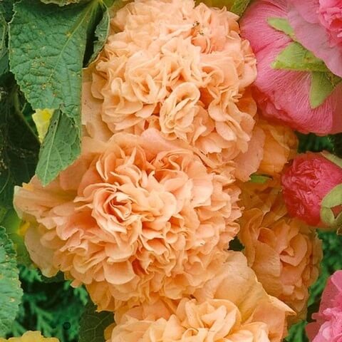 Orange Hollyhock Seeds
