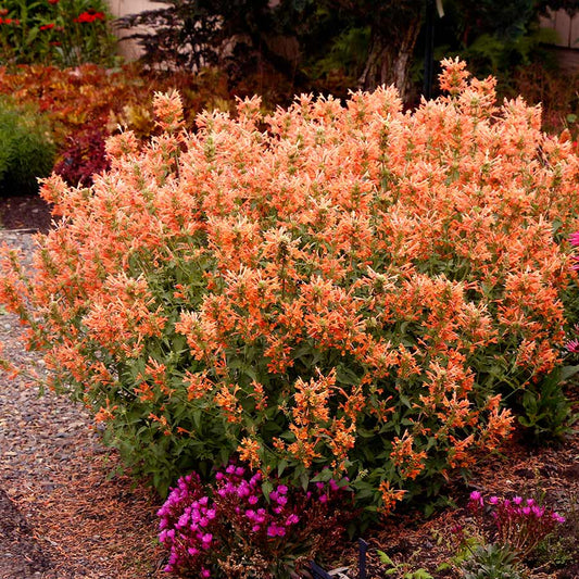 Orange Hyssop Agastache Seeds 