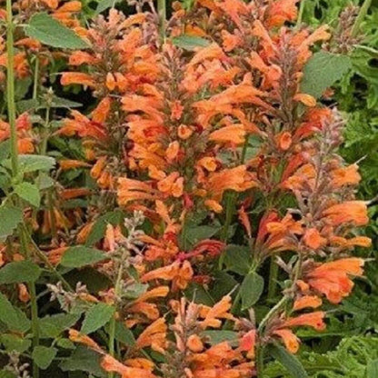 Orange Hyssop Agastache Seeds 